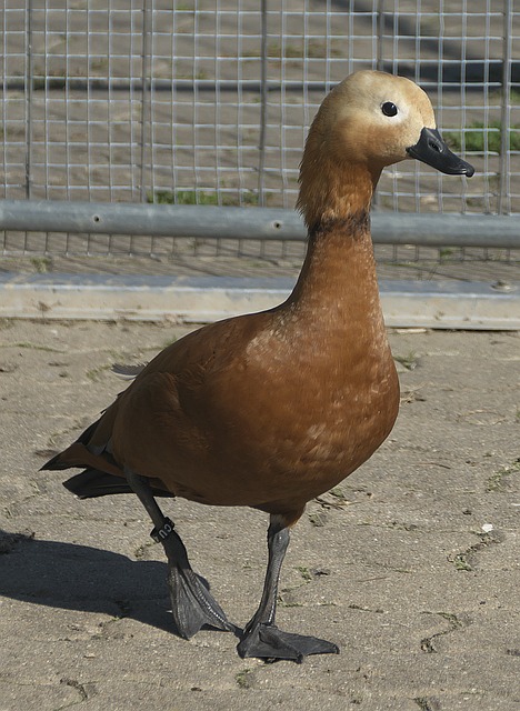 来穆里尼奥
